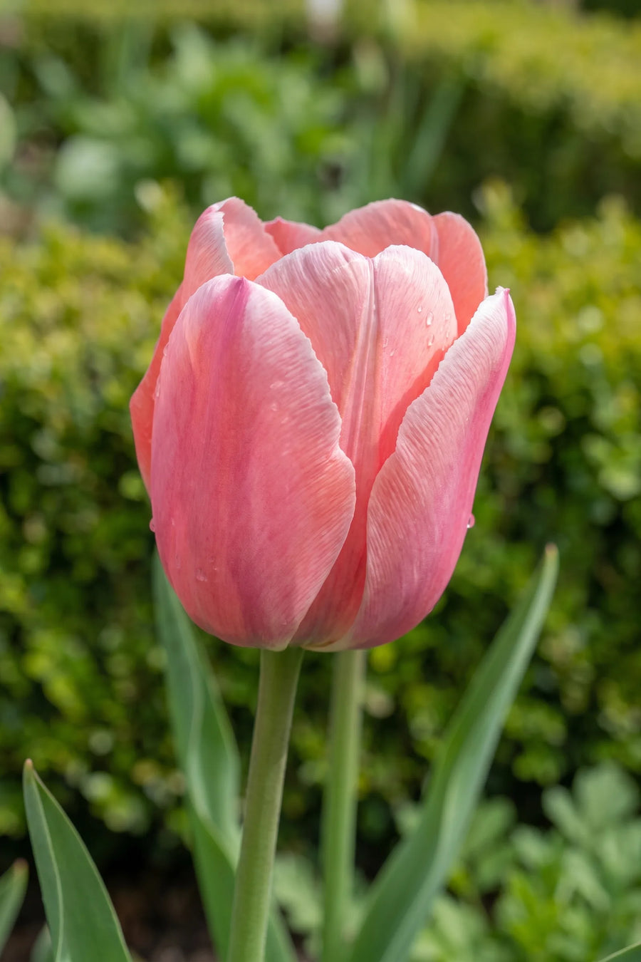 Close-up van de bloem van Tulipa Mystic van Eijk