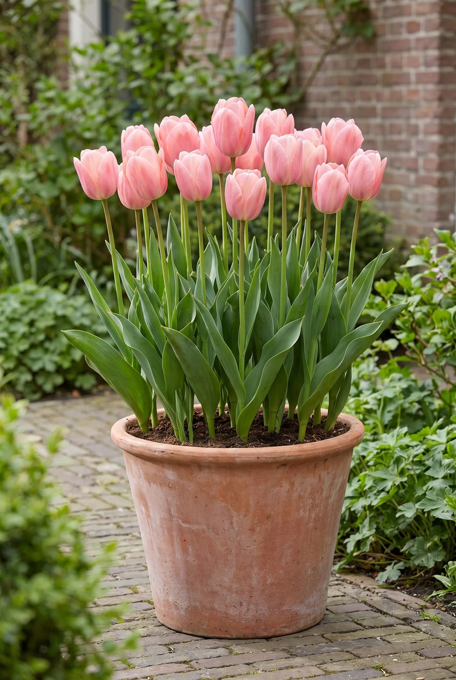 Tulipa Mystic van Eijk — in pot op terras