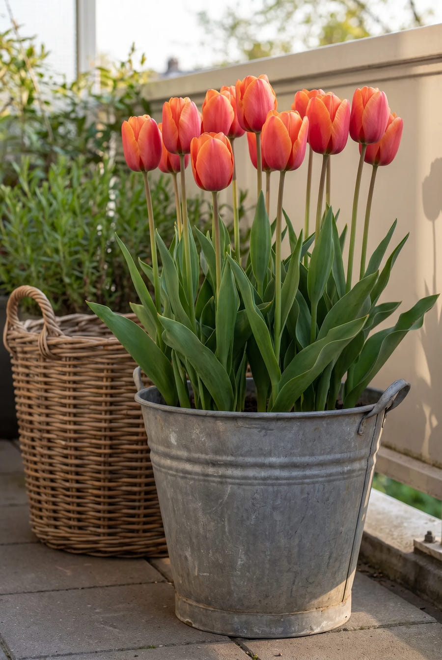 Tulipa Miss Brandy — in pot op terras
