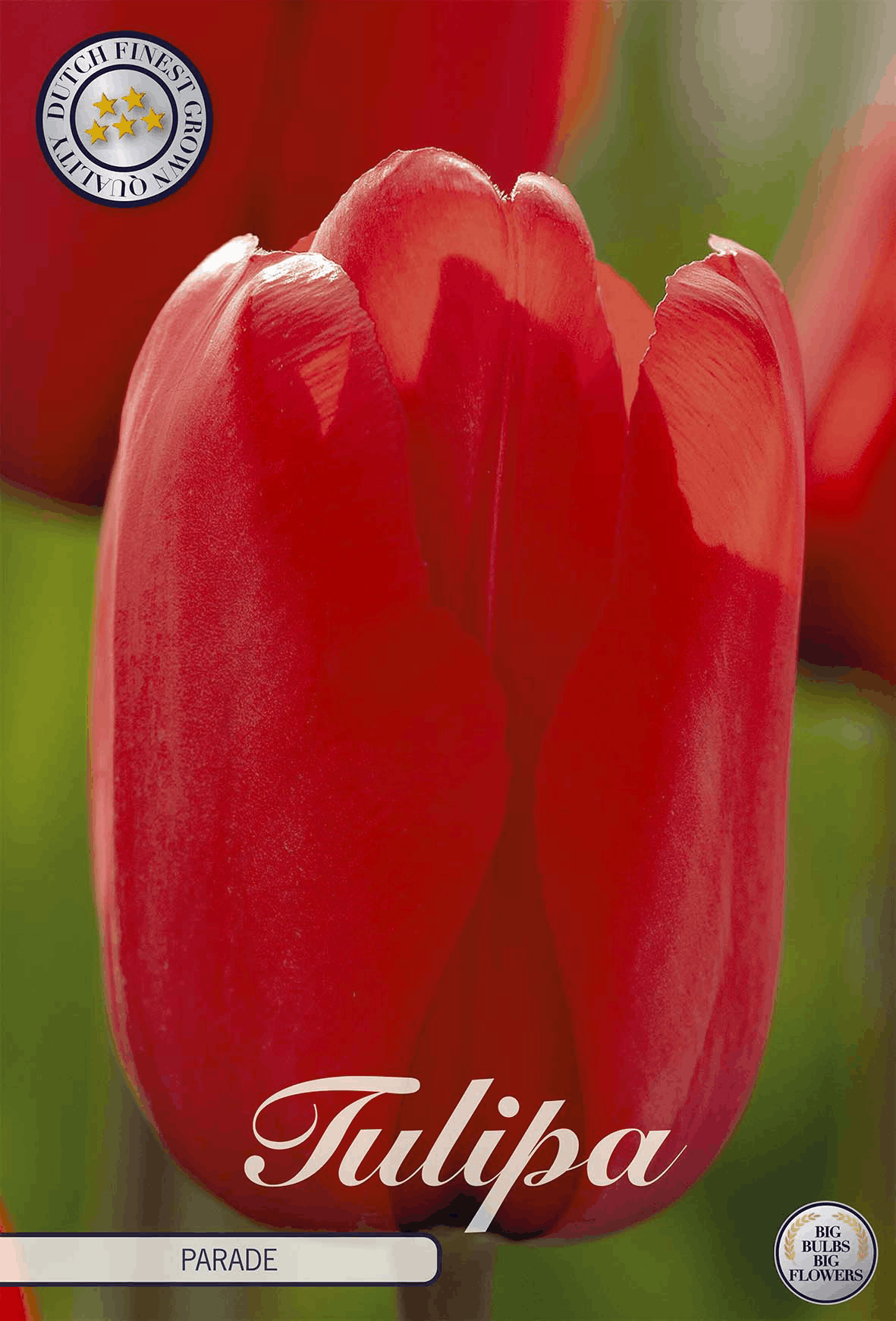 Tulipa Parade