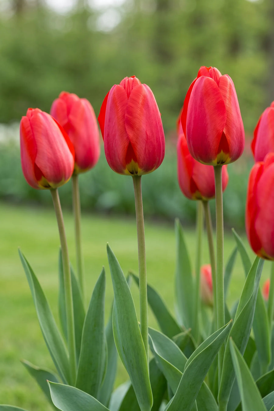 Tulipa Parade vanuit een natuurlijke tuinhoek