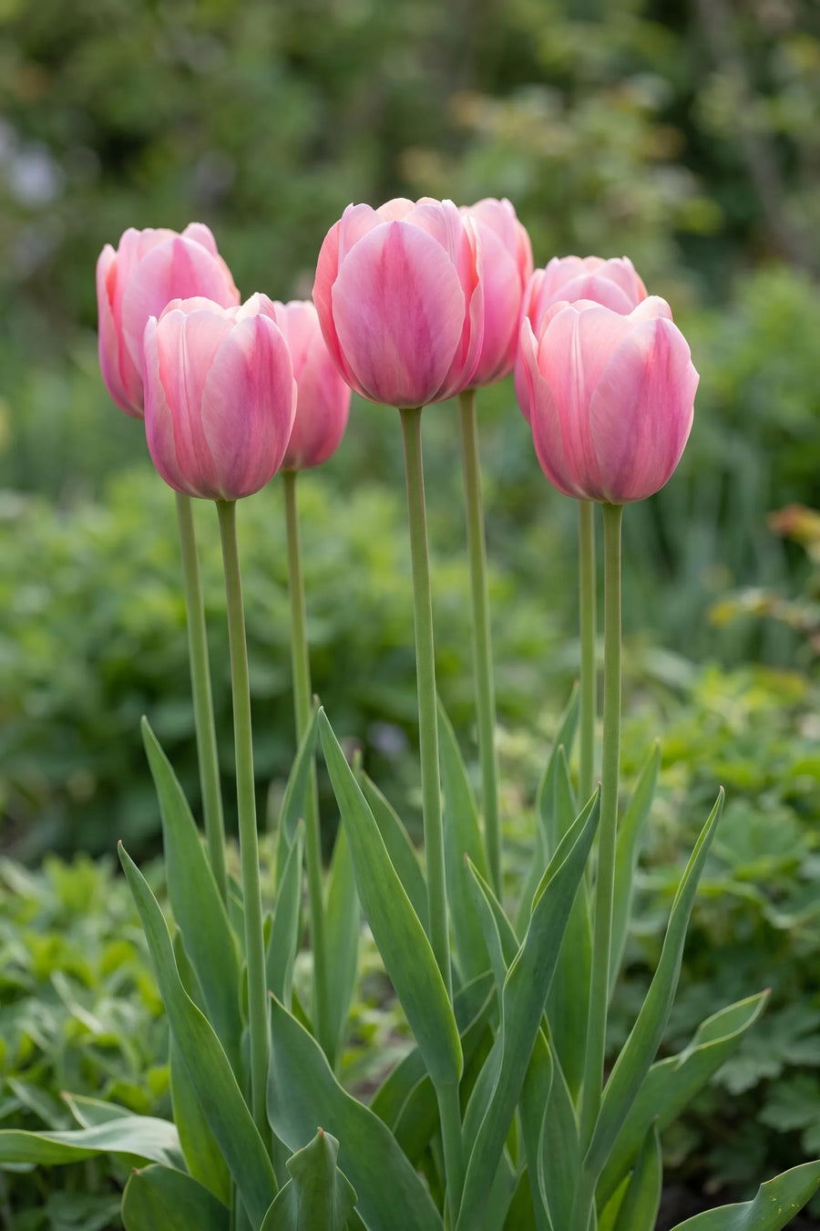 Tulipa Pink Impression in bloei in een voorjaarsborder