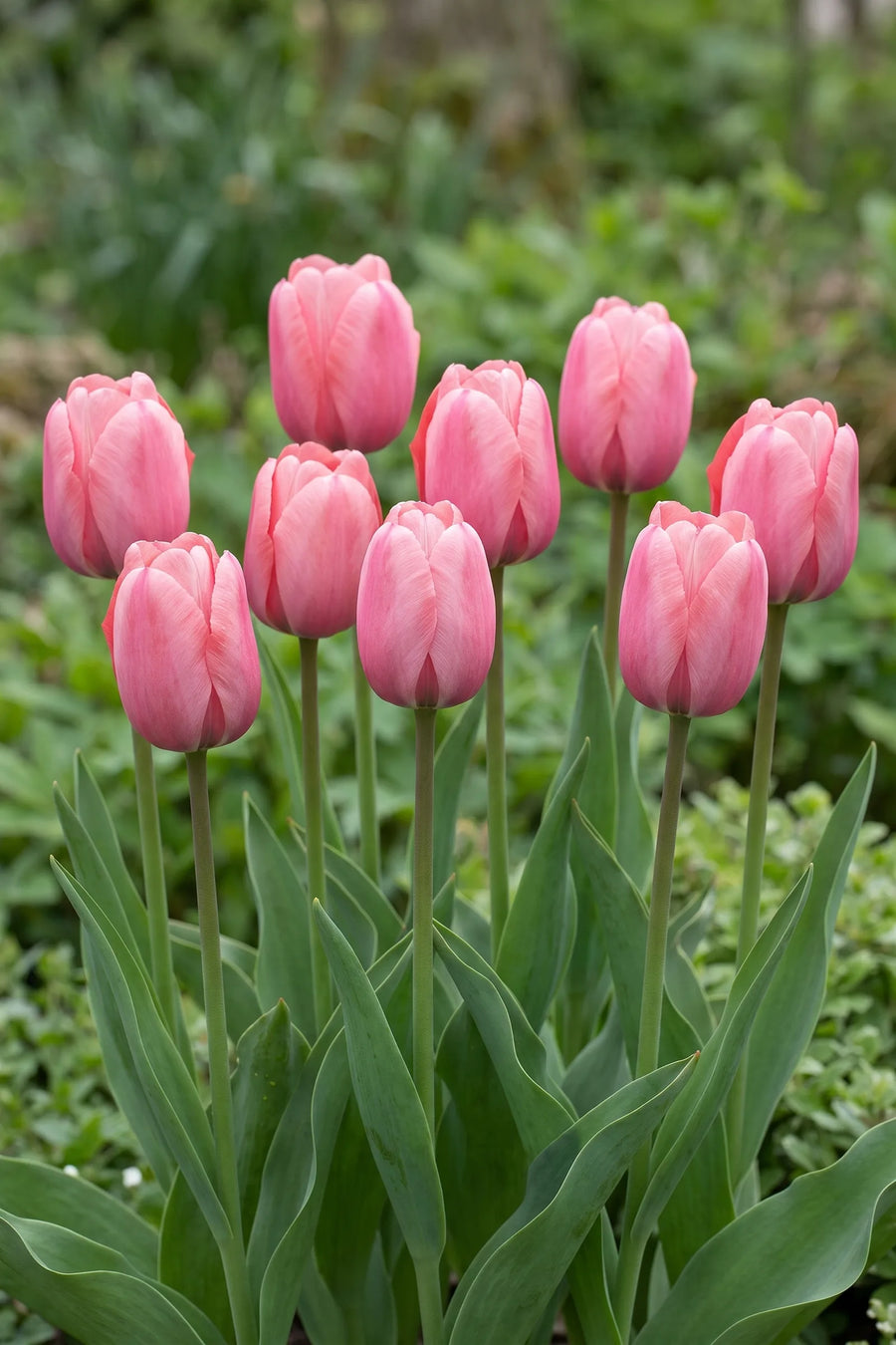 Groep Tulipa Pink Impression in een tuinborder