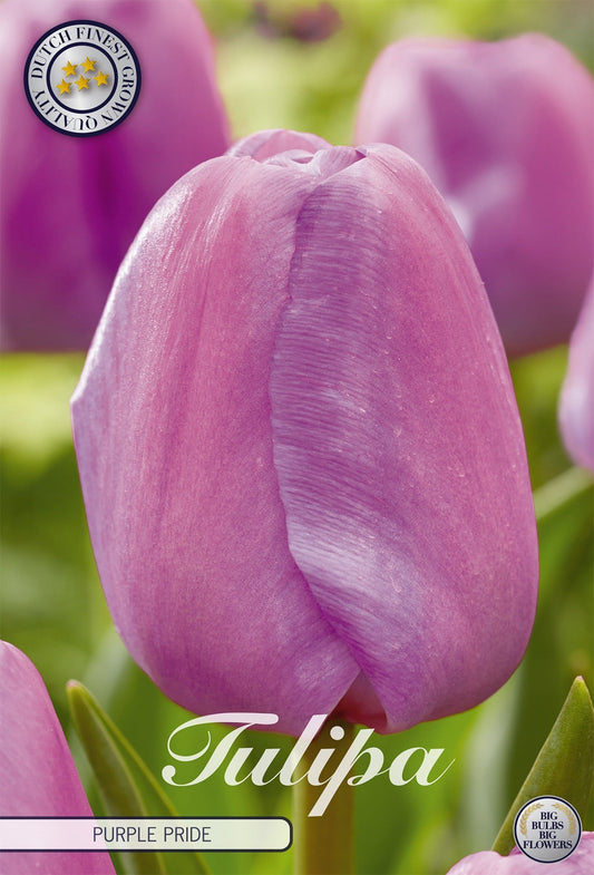 Tulipa Purple Pride