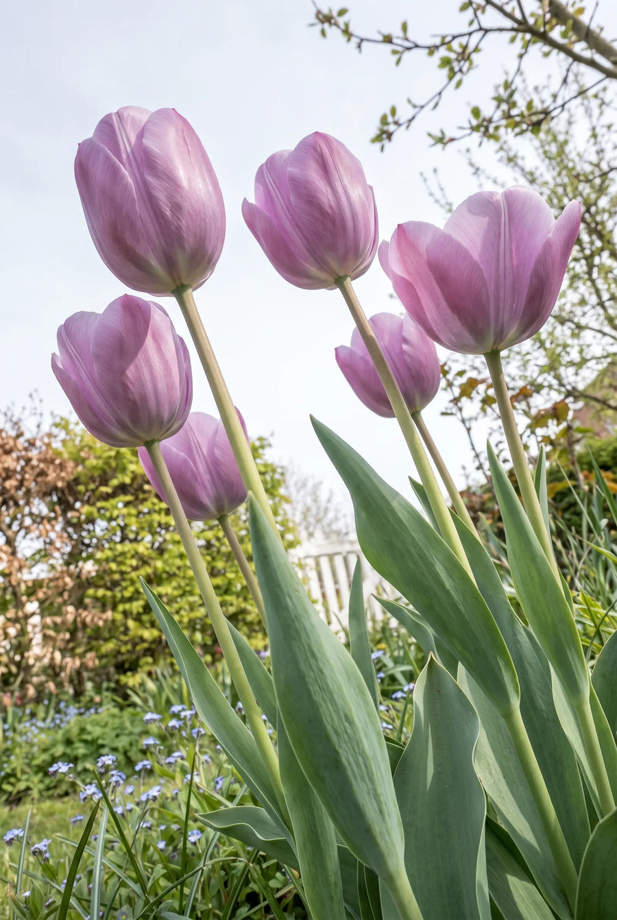 Tulipa Purple Pride — in de tuin