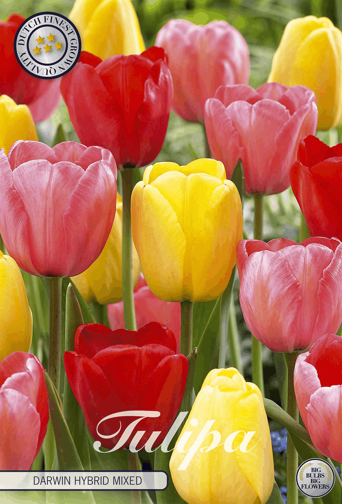 Tulipa Darwin Hybrid Mixed