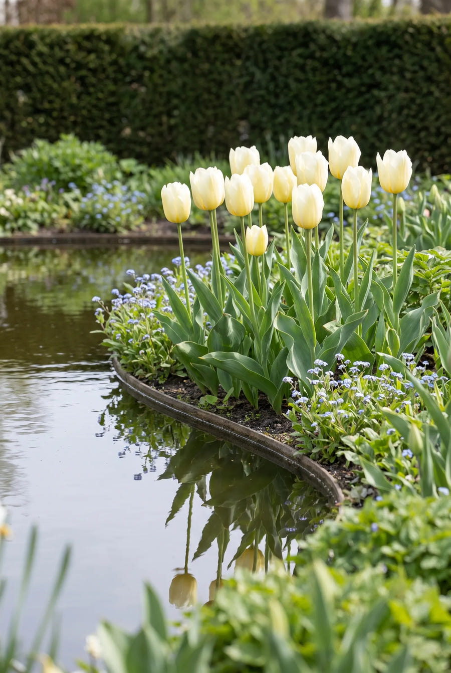 Tulipa City of Vancouver groep in de tuinborder