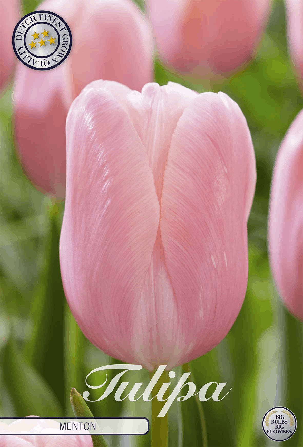 Tulipa Menton