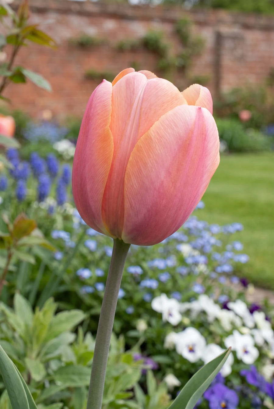 Tulipa Menton close-up van de bloem