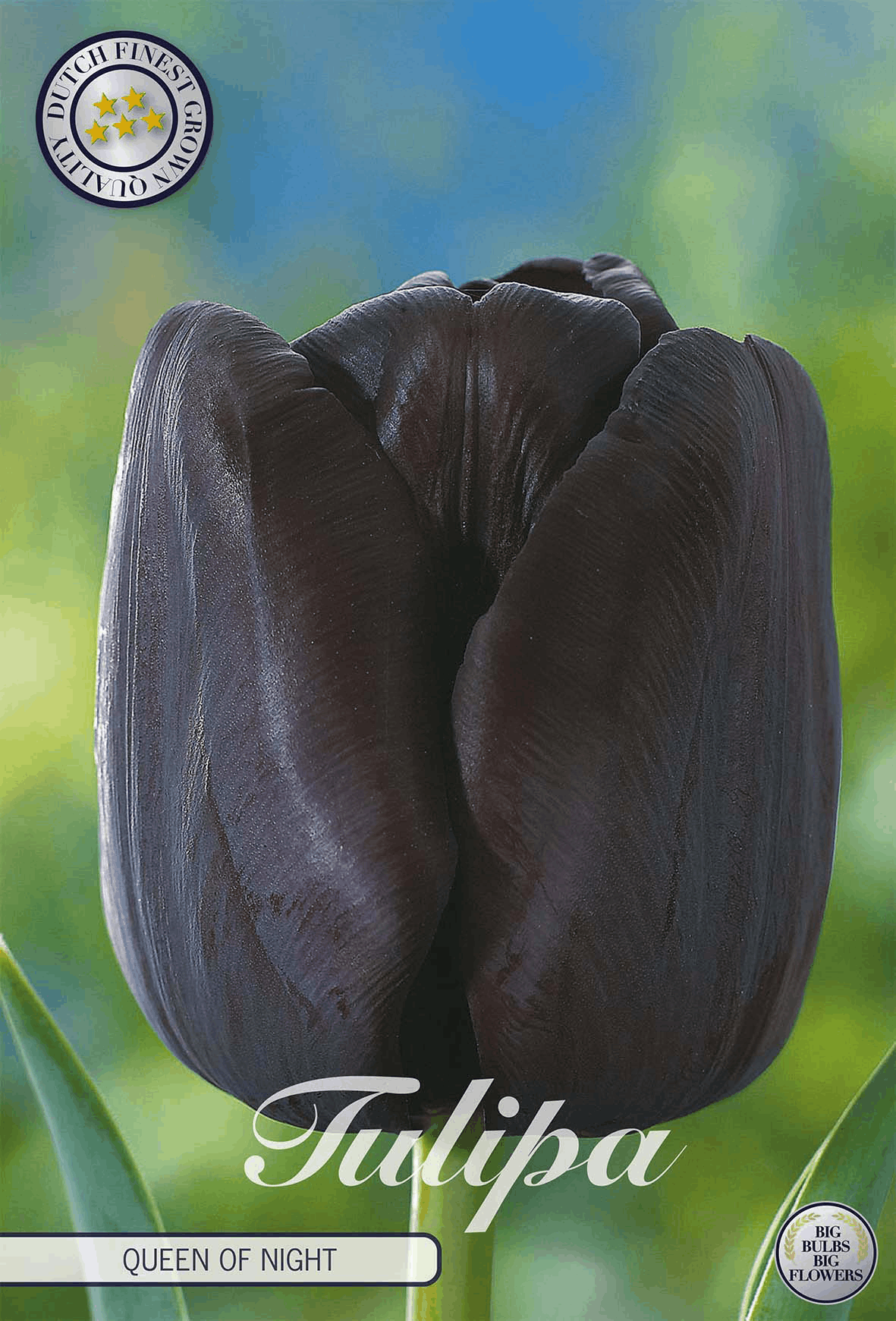 Tulipa Queen of Night