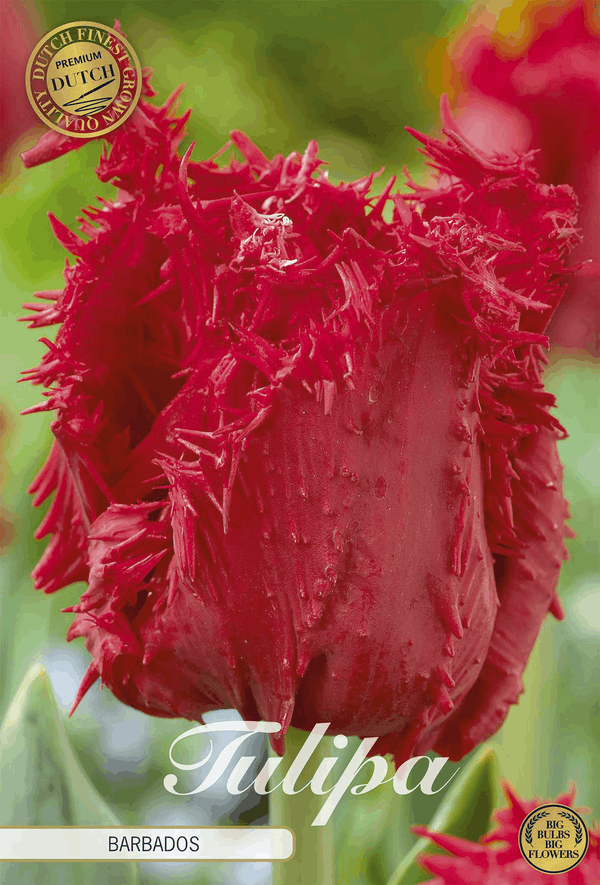 Tulipa Barbados