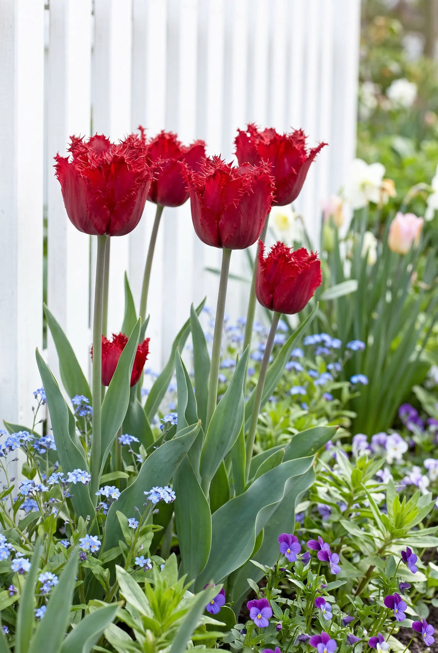 Tulipa Barbados in de border