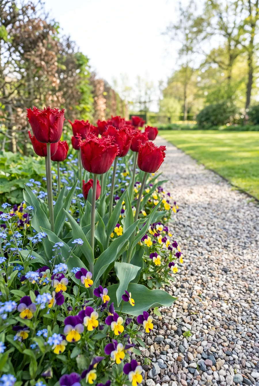 Tulipa Barbados in de tuin