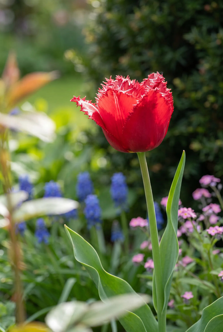 Tulipa Barbados sfeerbeeld
