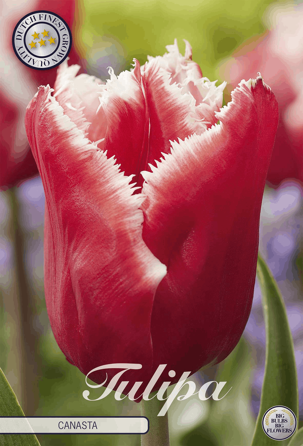 Tulipa Canasta