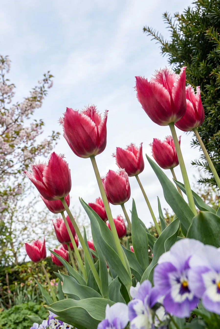 Tulipa Canasta in de tuin