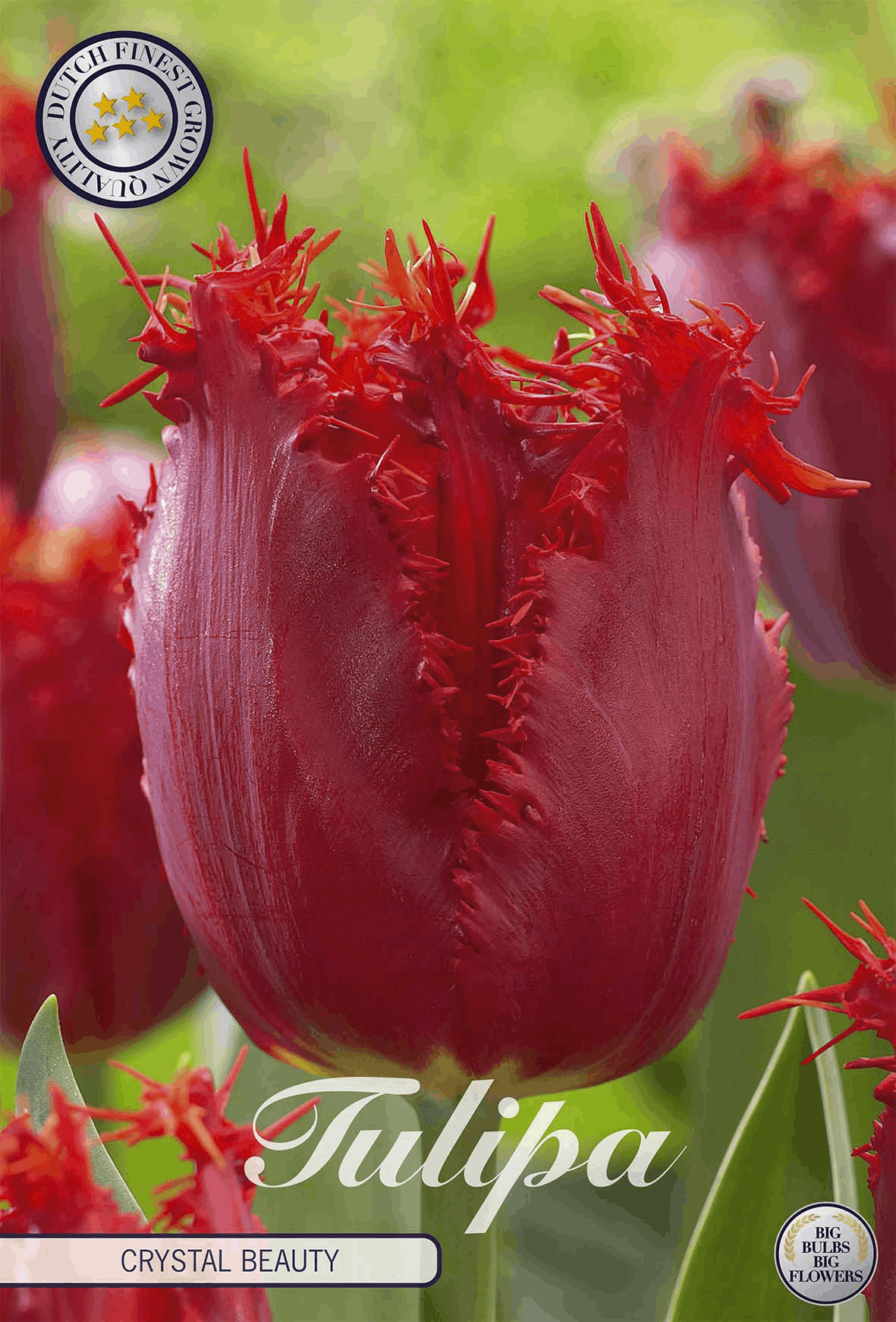 Tulipa Crystal Beauty