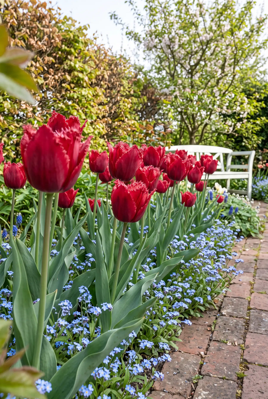 Tulipa Crystal Beauty — groep in de tuinborder