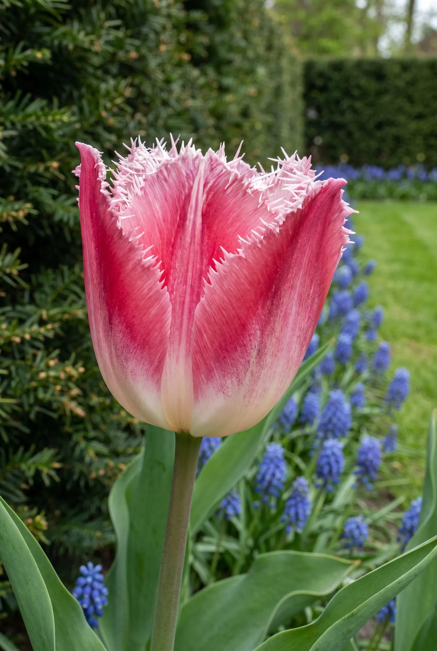Tulipa Fancy Frills — close-up van de bloem