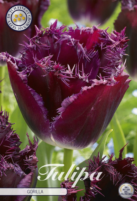 Tulipa Gorilla
