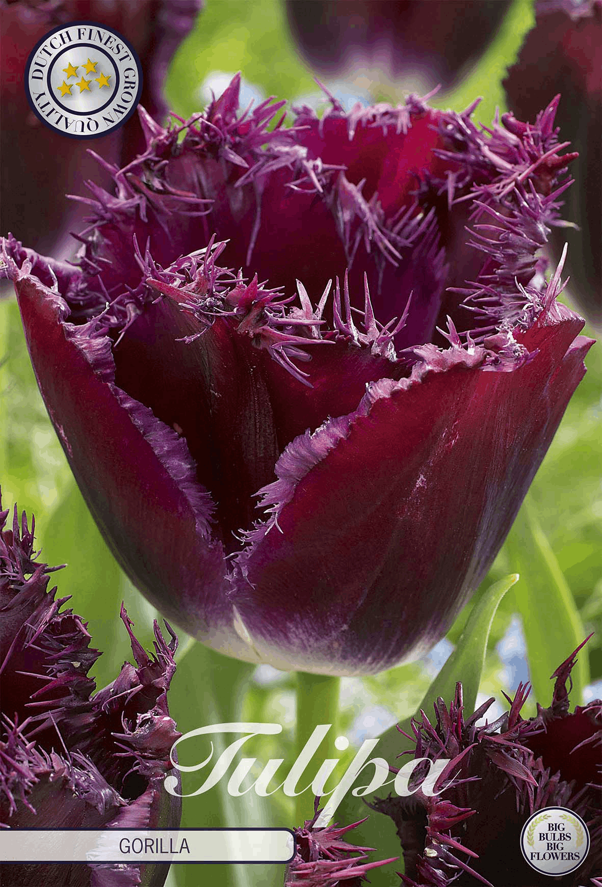 Tulipa Gorilla