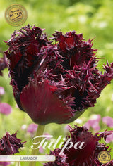 Tulipa Labrador