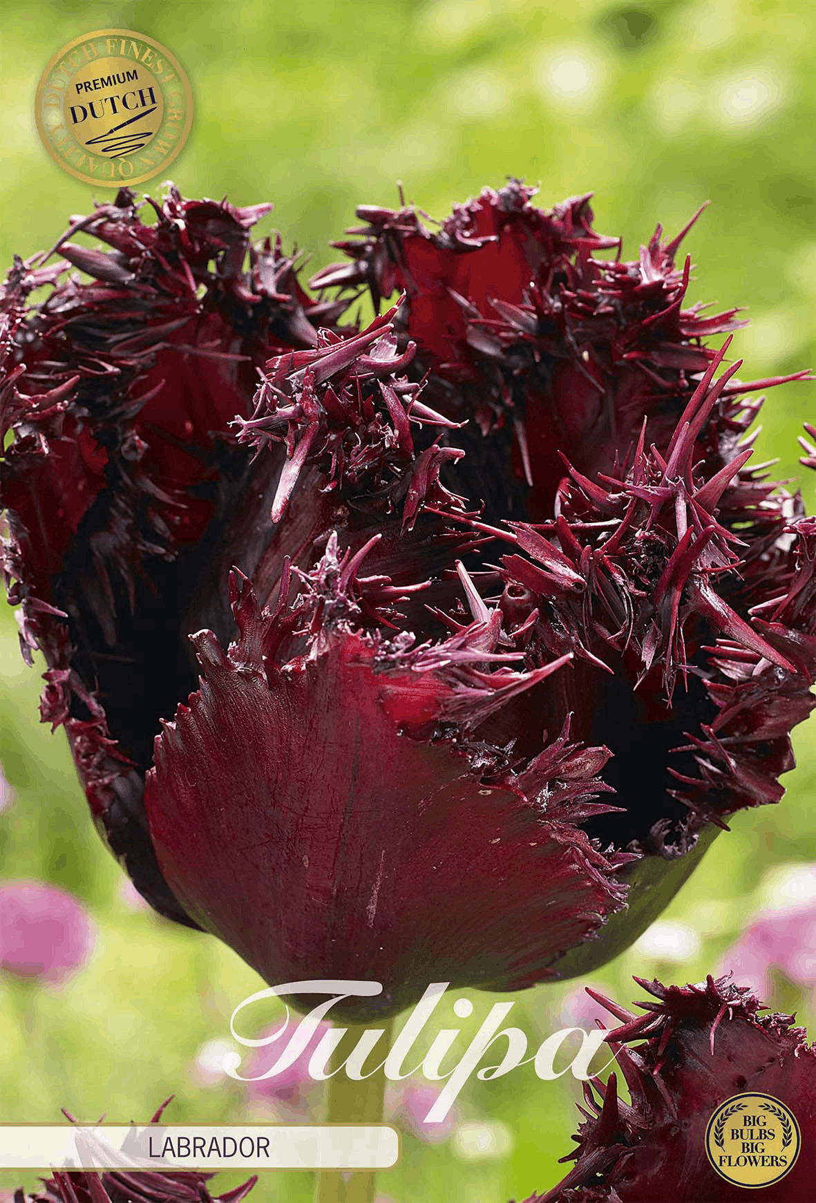 Tulipa Labrador