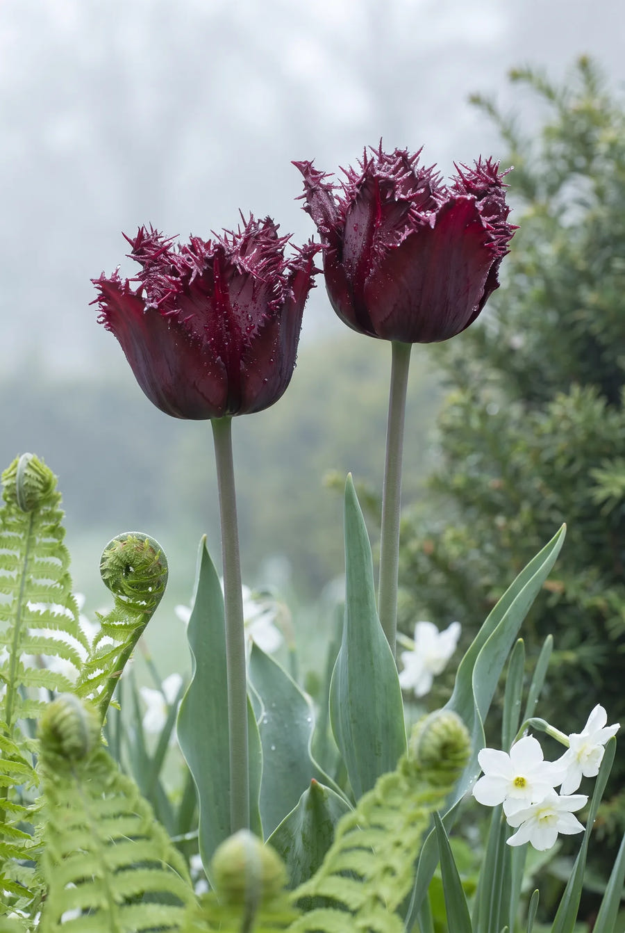 Tulipa Labrador — sfeerbeeld