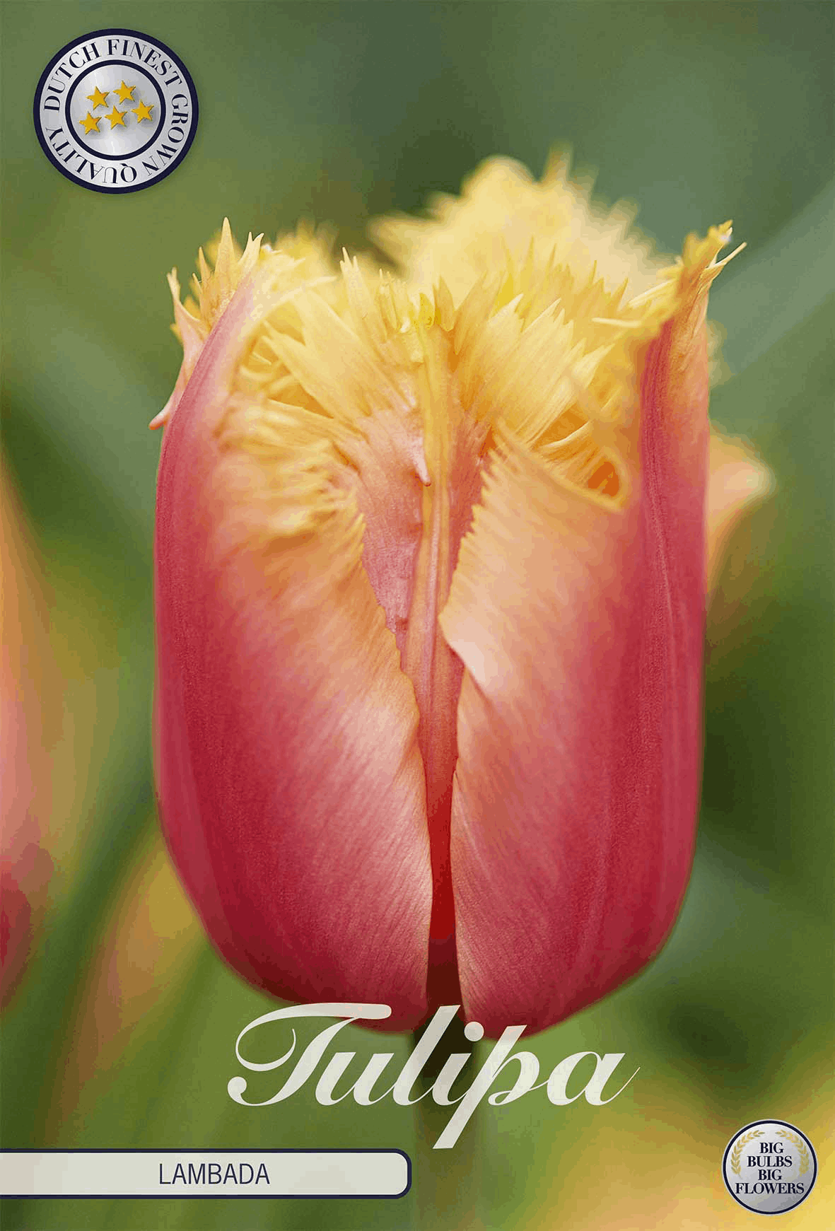 Tulipa Lambada