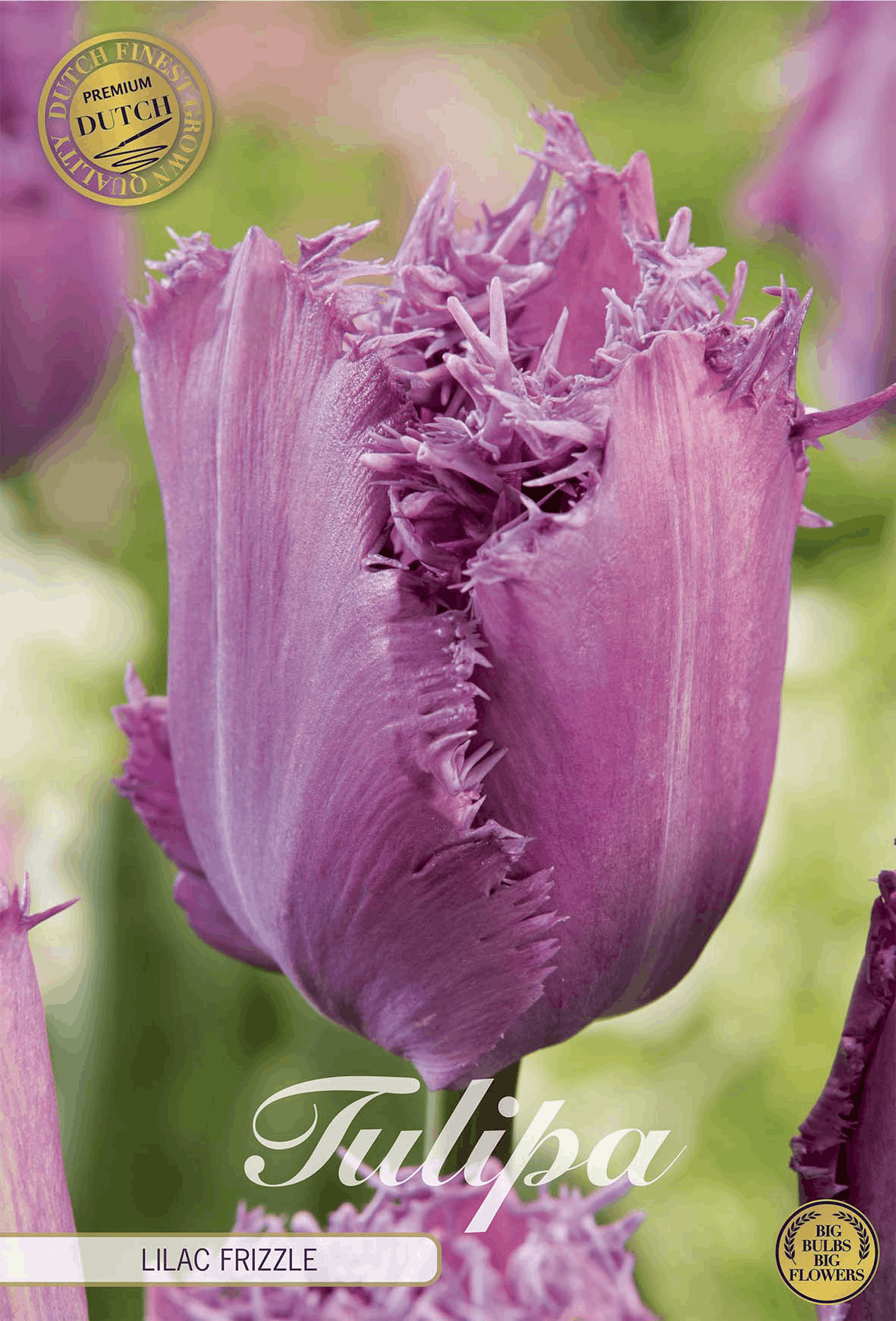 Tulipa Lilac Frizzle