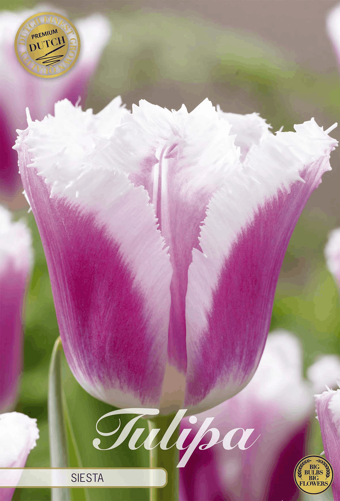 Tulipa Siesta