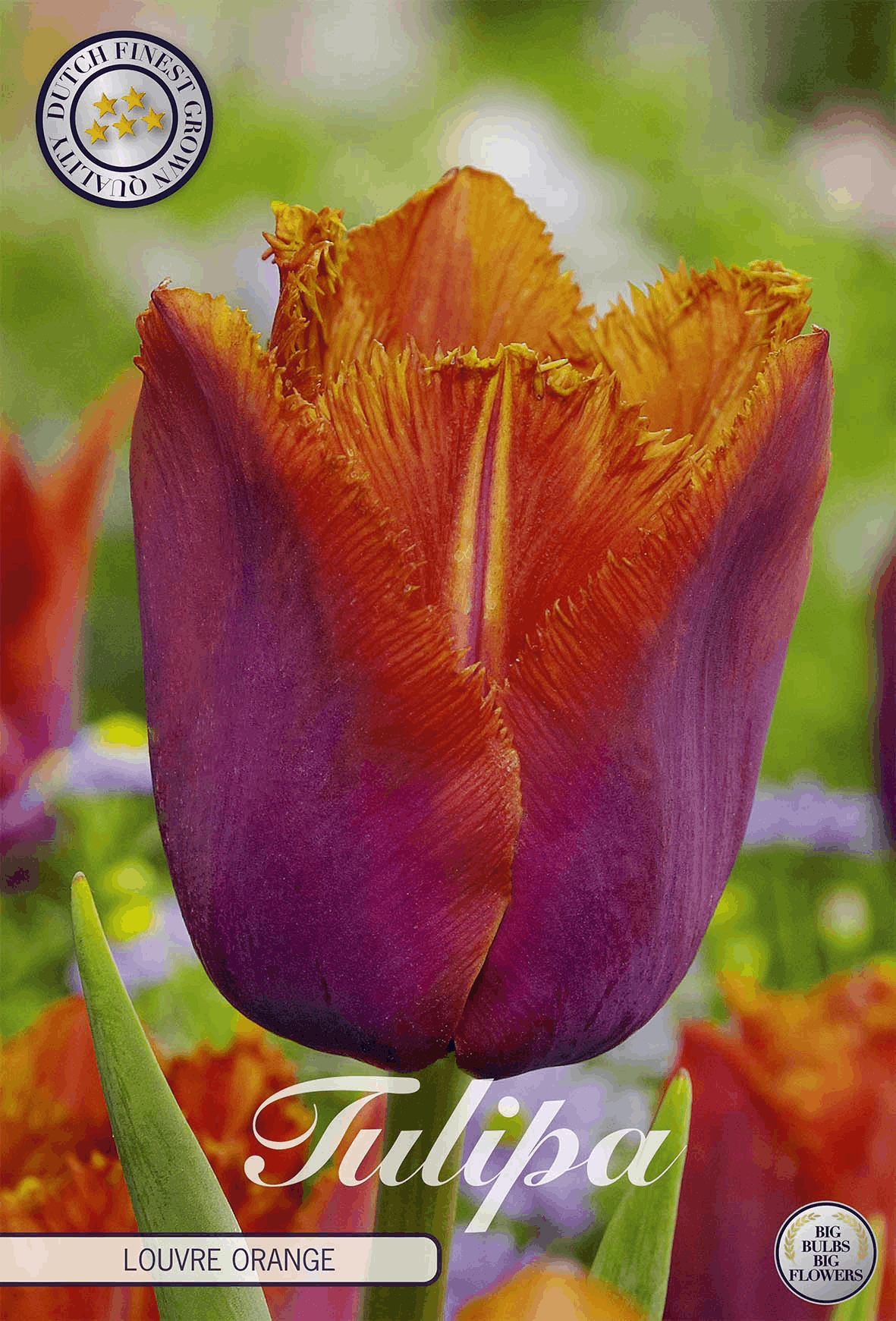 Tulipa Louvre Orange