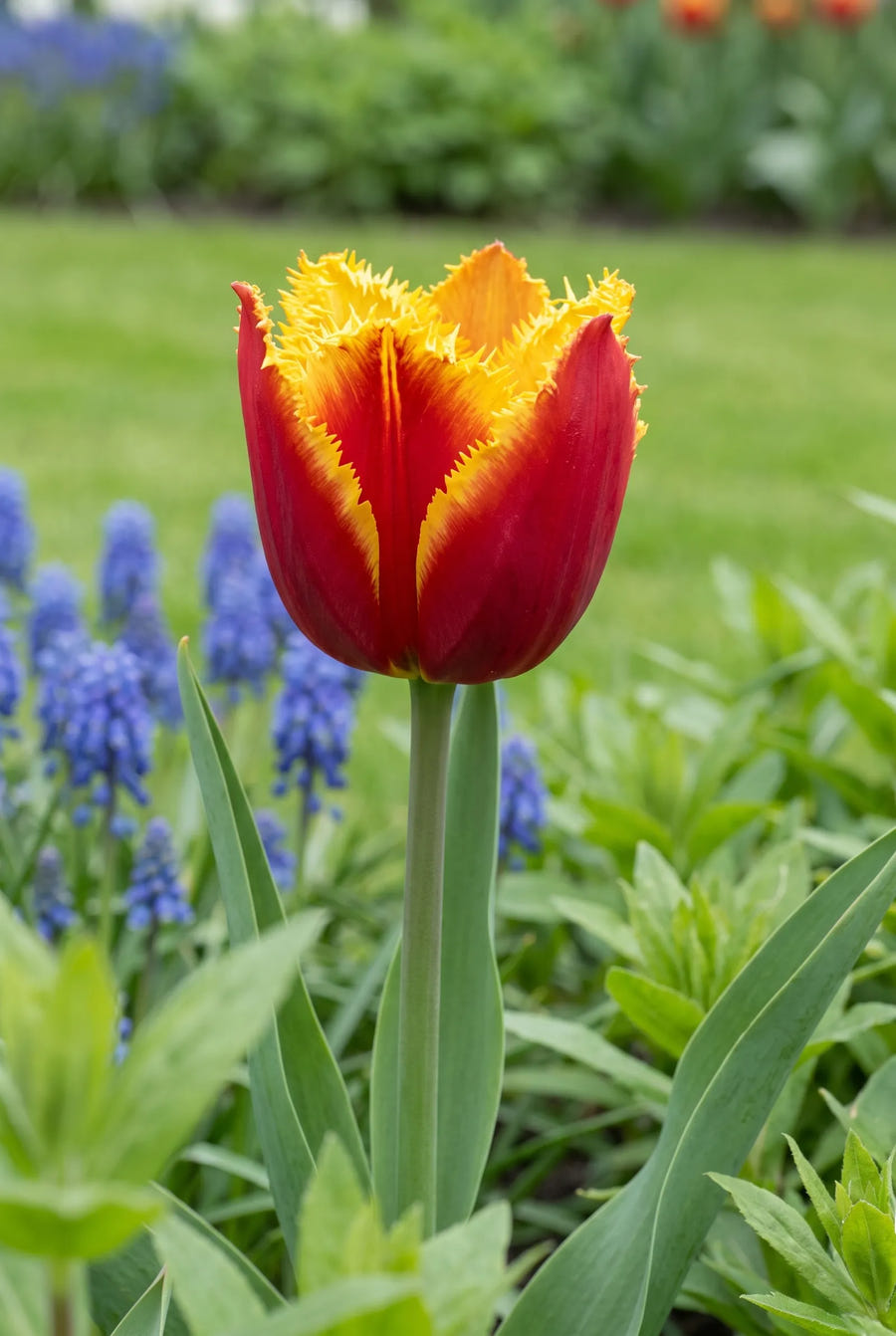 Tulipa Fringed Mixed — close-up van de bloem