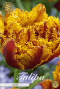 Tulipa Bastia