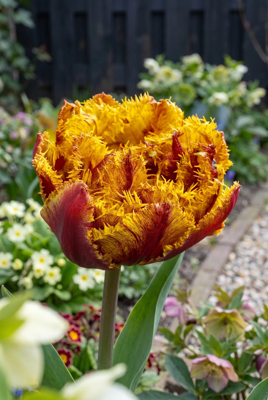 Tulipa Bastia — close-up van de bloem