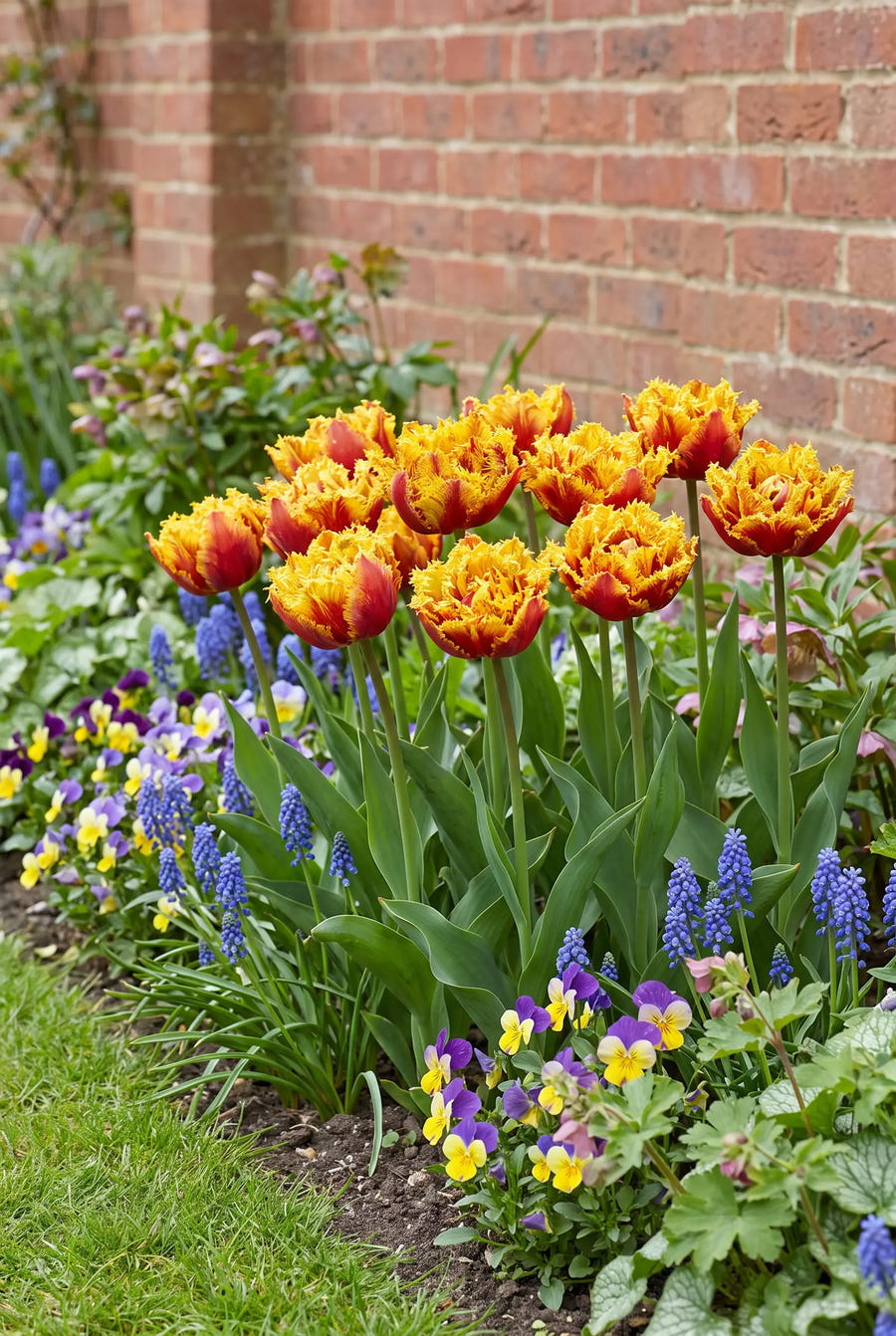 Tulipa Bastia — groep in de tuinborder