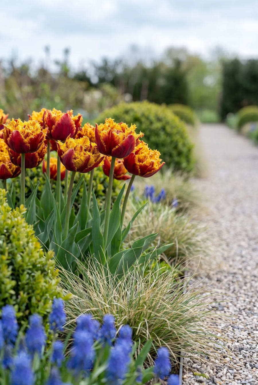Tulipa Bastia — in de tuin