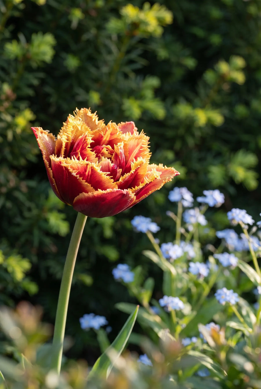 Tulipa Bastia — sfeerbeeld