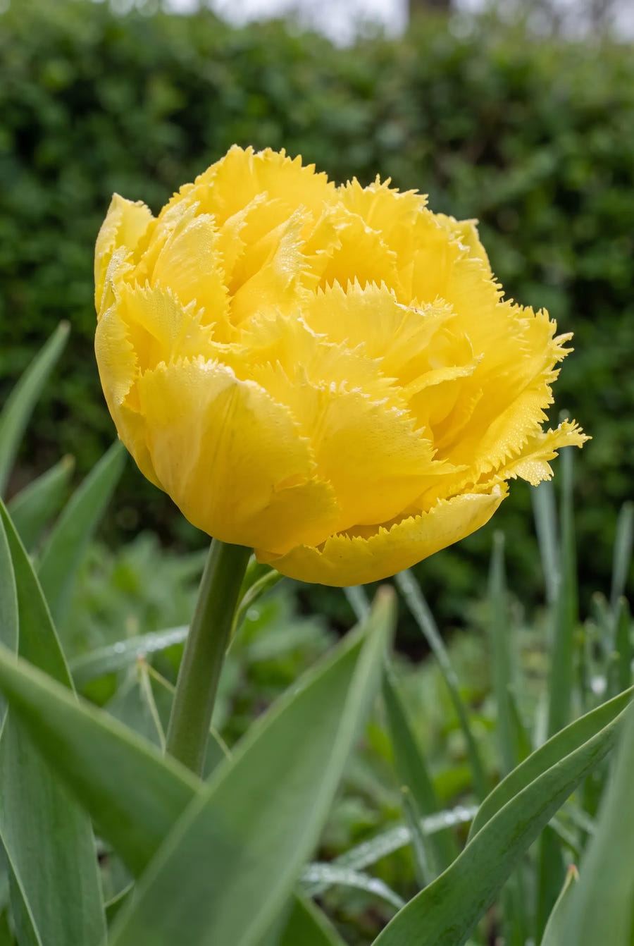 Tulipa Exotic Sun — sfeerbeeld