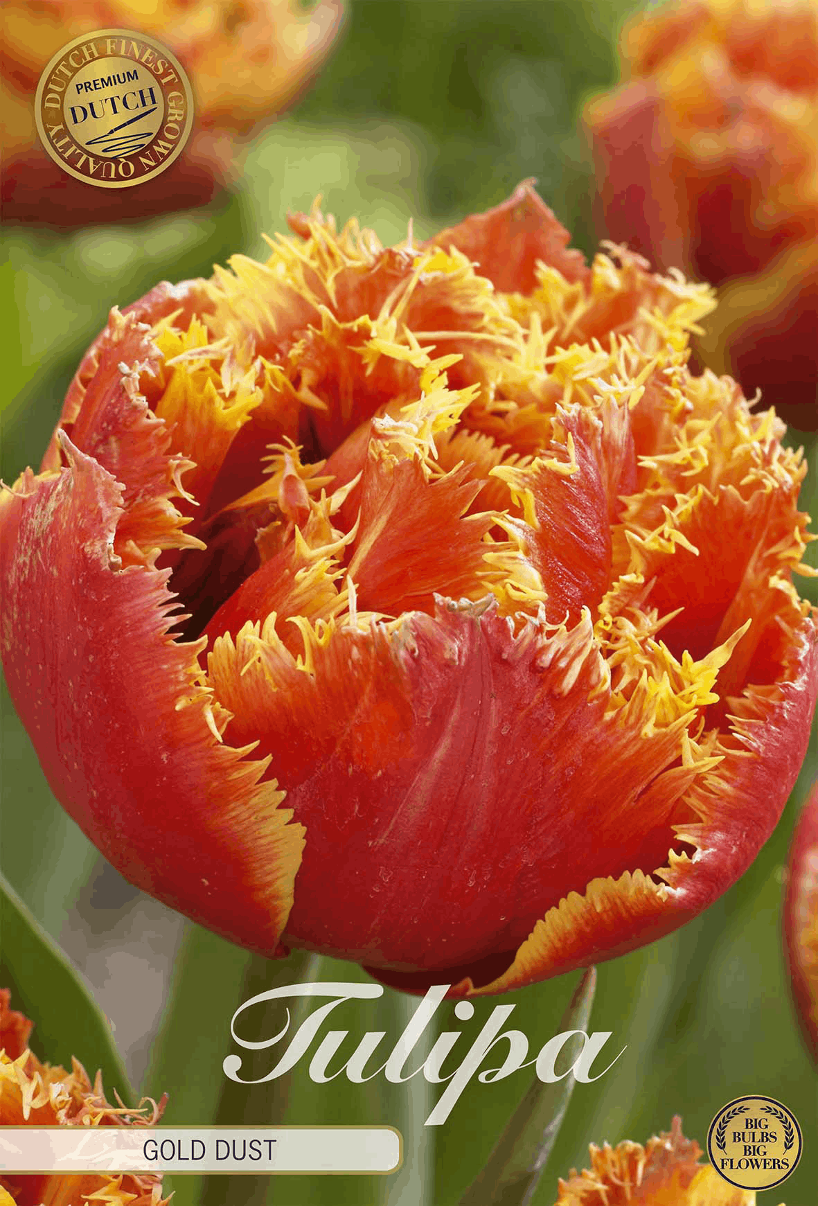Tulipa Gold Dust