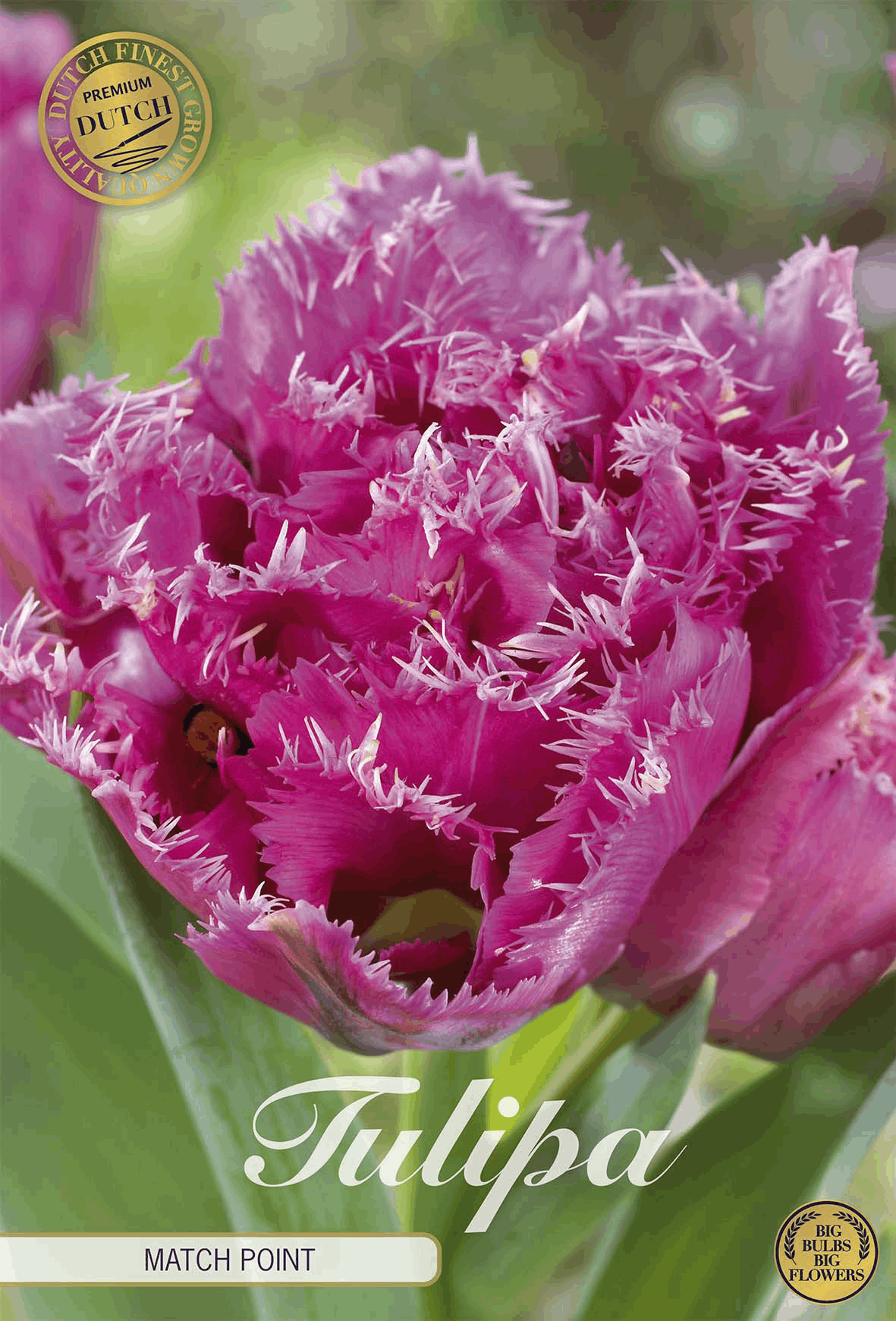 Tulipa Matchpoint premium - BLOM Garden capper image
