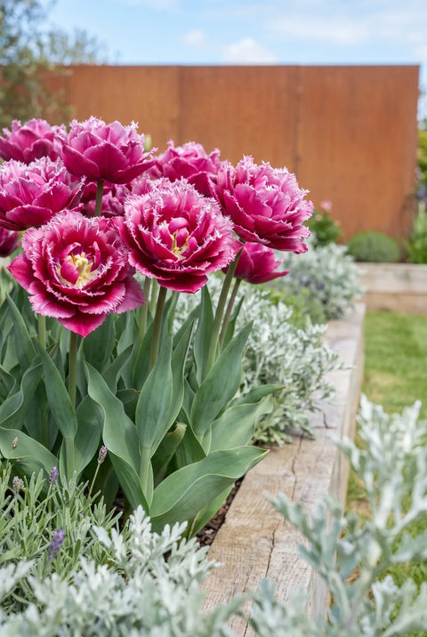Tulipa Matchpoint