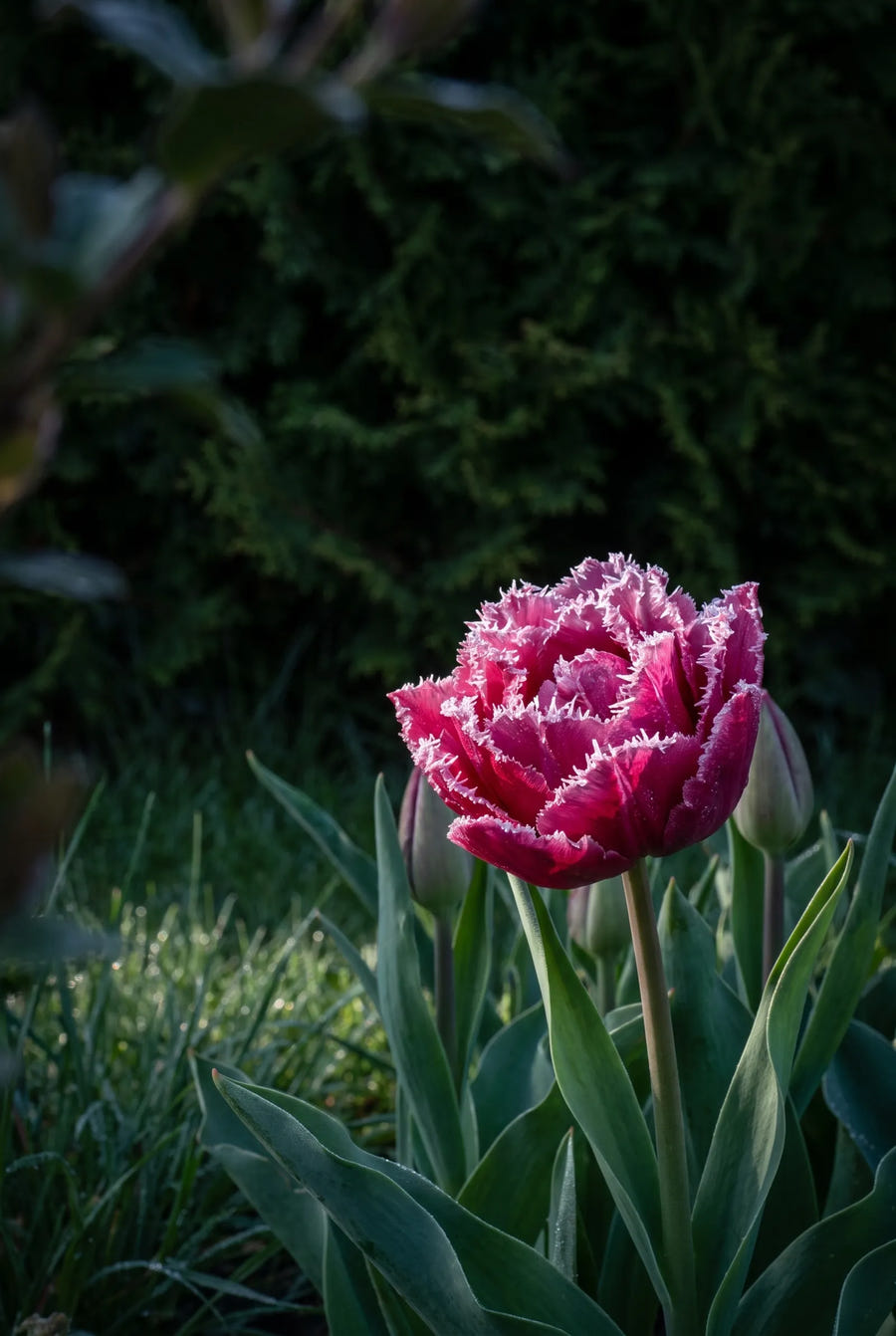 Tulipa Matchpoint premium — sfeerbeeld