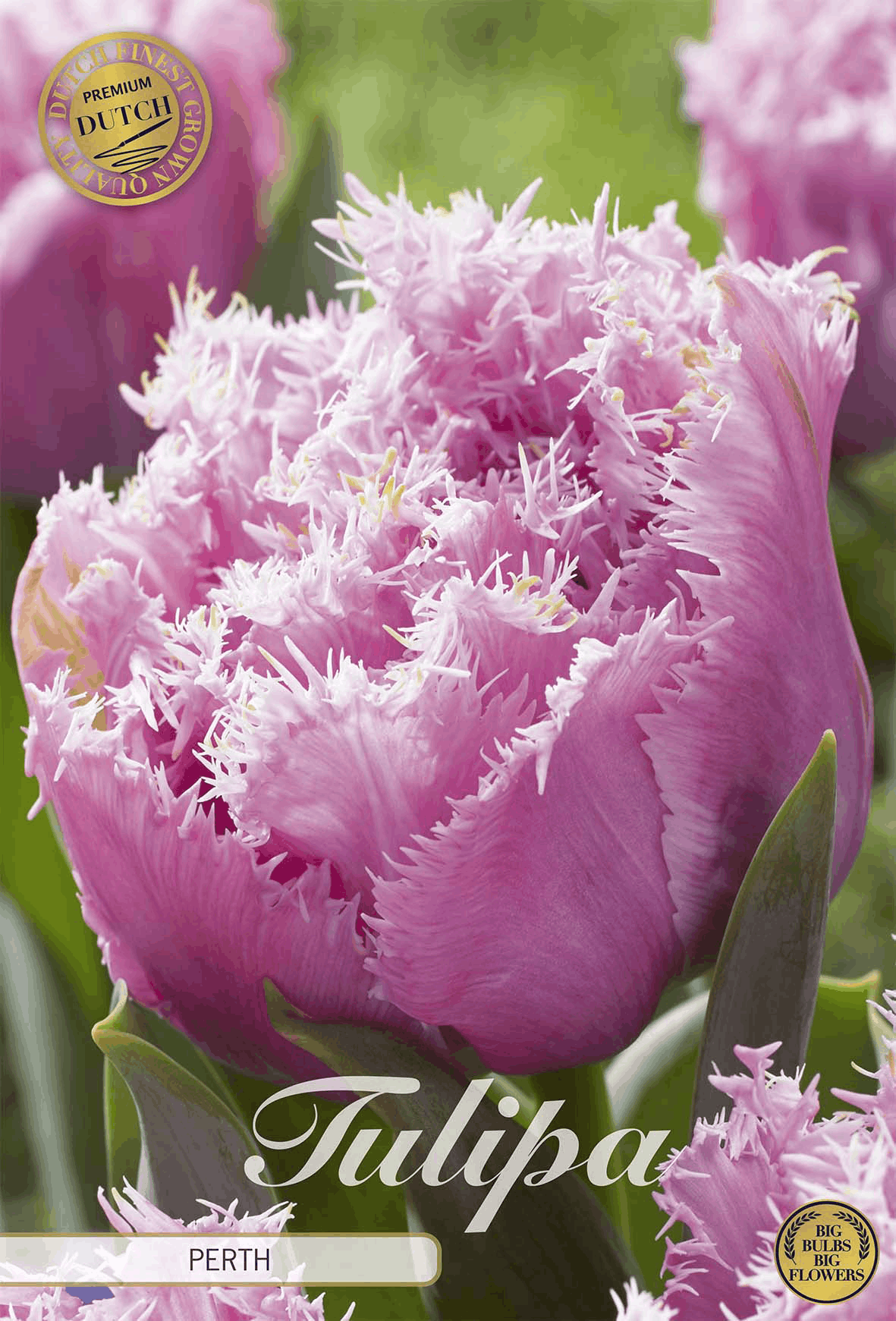 Tulipa Perth