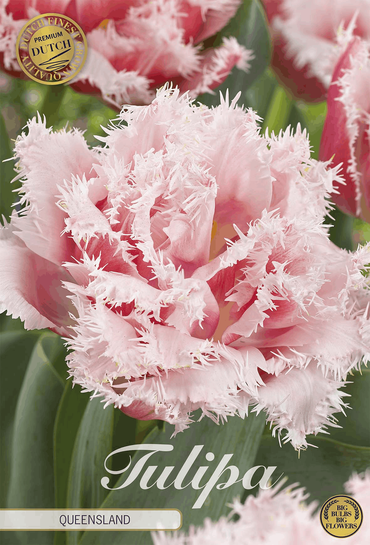 Tulipa Queensland