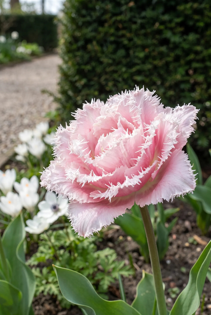 Tulipa Queensland — close-up van de bloem