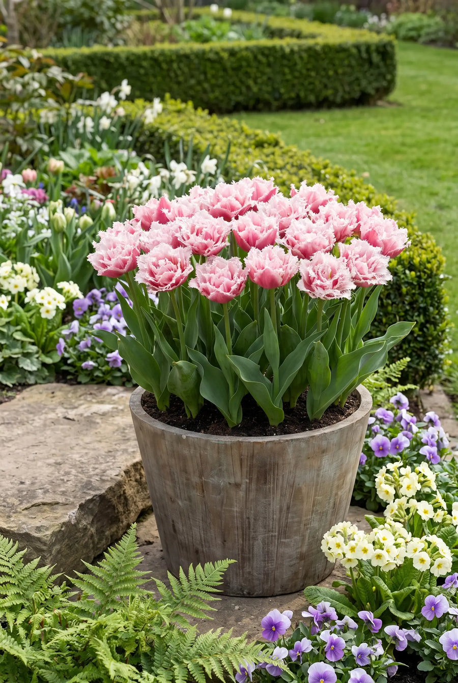 Tulipa Queensland — in pot op terras