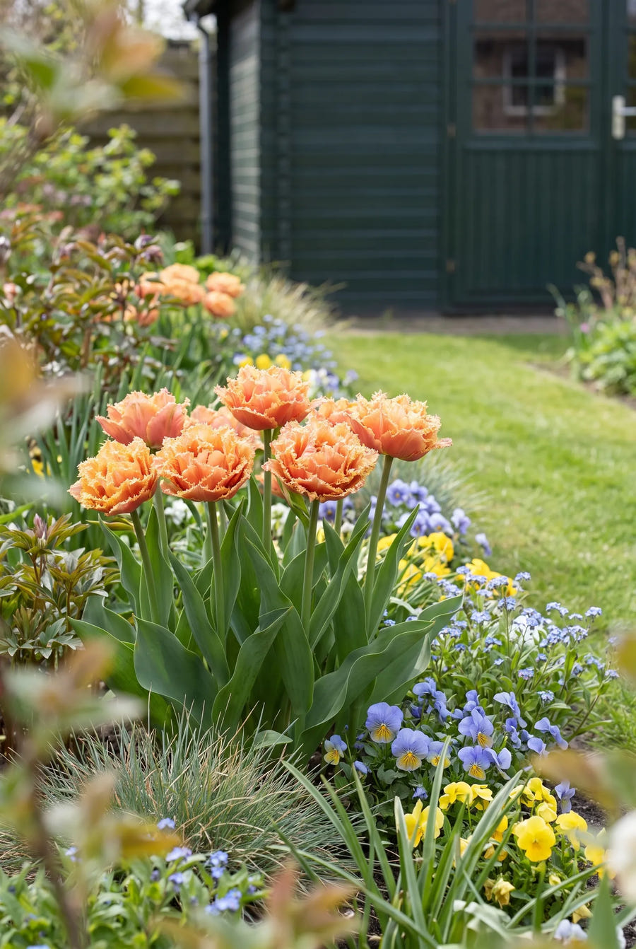 Tulipa Brisbane — in de border