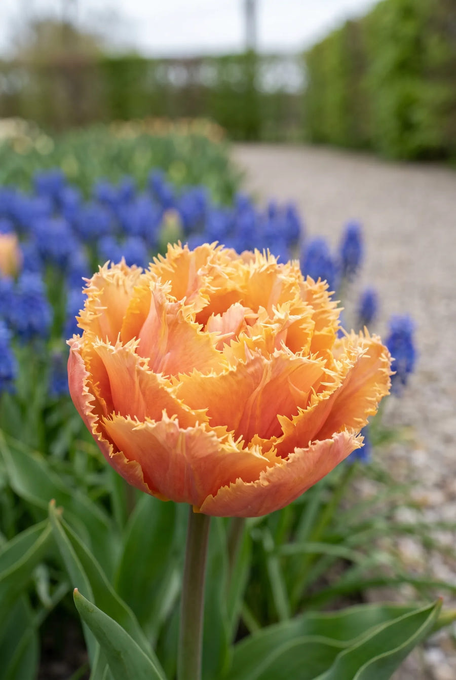 Tulipa Brisbane — close-up van de bloem