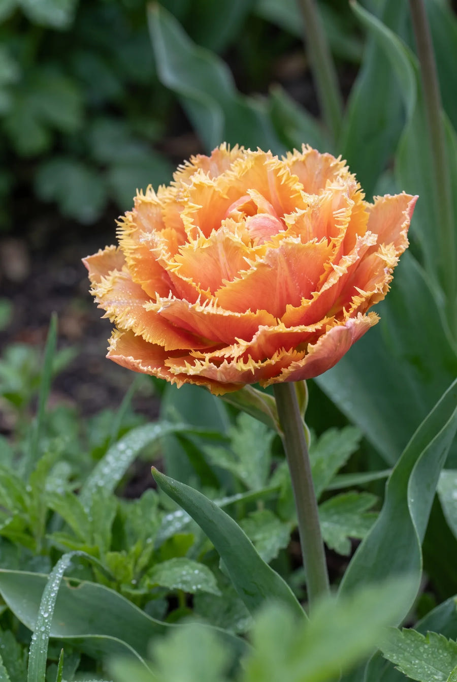 Tulipa Brisbane — sfeerbeeld